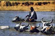 Llanero in Los Llanos