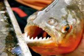 Piraña nel Delta dell'Orinoco