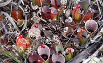 Heliamphora minor em Auyan-tepui