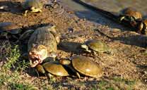 Caimanes y tortugas en Los Llanos