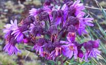 Frailejon at La Verde Lagoon