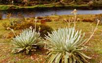 Frailejon at Mucubají Lagoon